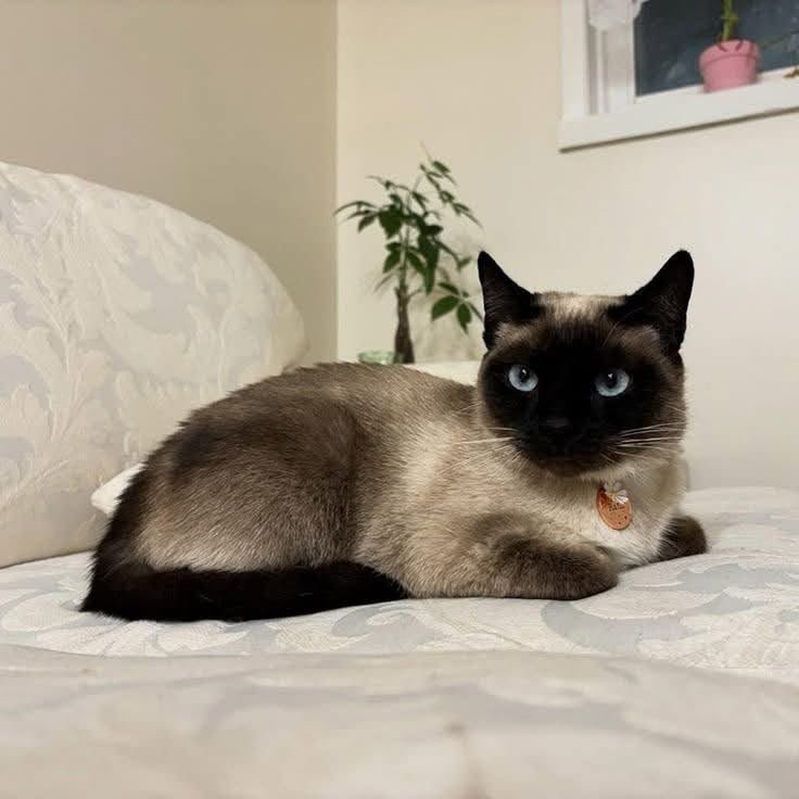Kairo