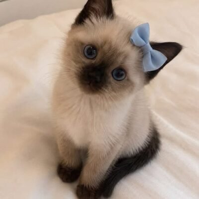 Mochi