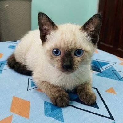 Skye