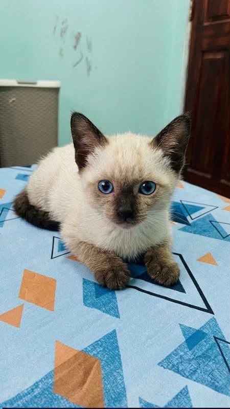 Skye