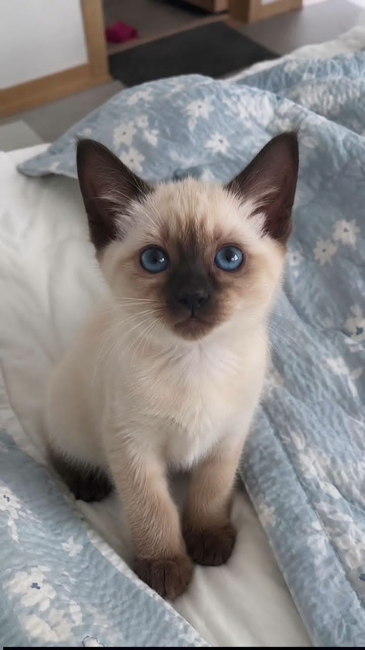 Ryo