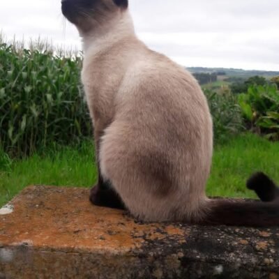 Kito